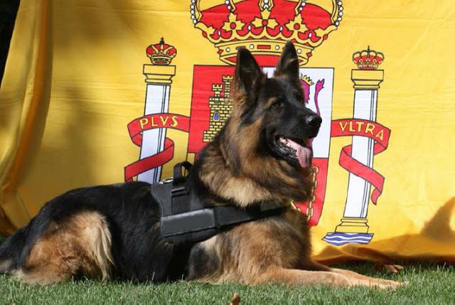 campeonato adiestradores vicente berga1768839110..jpg